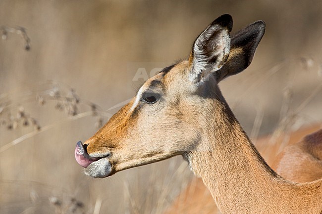 Impala close-up; Impala close up stock-image by Agami/Marc Guyt,