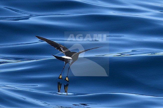 Wilson's Storm Petrel (Oceanites oceanicus) flying over the Atlantic ocean off Portugal. Showing yellow webbed feet. stock-image by Agami/Laurens Steijn,