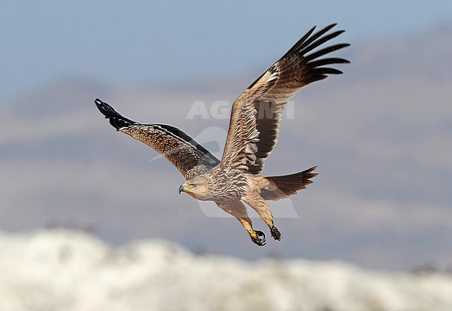 Immature Eastern Imperial Eagle (Aquila heliaca) near Raysut - Salalah - Oman. Taking off. stock-image by Agami/Aurélien Audevard,