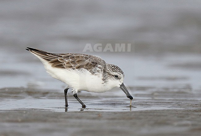 Spoon-billed Sandpiper (Eurynorhynchus pygmeus) wintering along the east coast of China near Xitou in Guangdong. A critically endangered wader. stock-image by Agami/Jonathan Martinez,