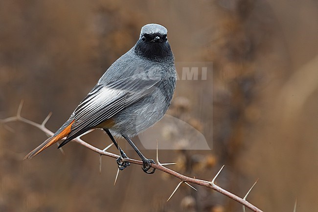 Male Black Redstart, Phoenicurus ochruros gibraltariensis, in Italy. stock-image by Agami/Daniele Occhiato,