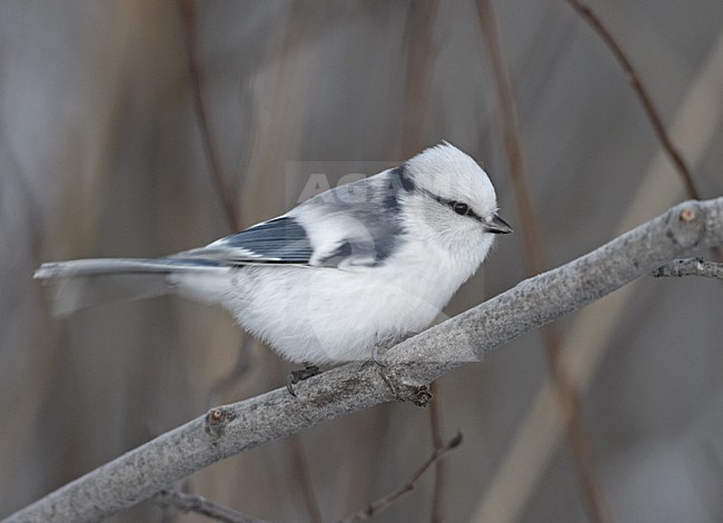 Azure Tit perched on a branch; Azuurmees volwassen zittend op een tak stock-image by Agami/Jari Peltomäki,