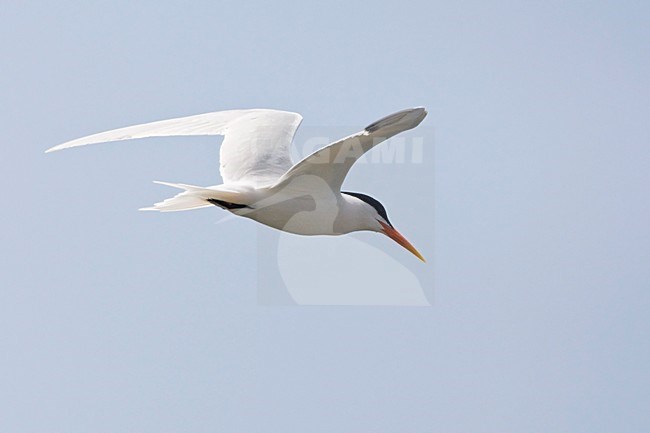 Californische Kuifstern in vlucht Californie USA, Elegant Tern in flight California USA stock-image by Agami/Wil Leurs,