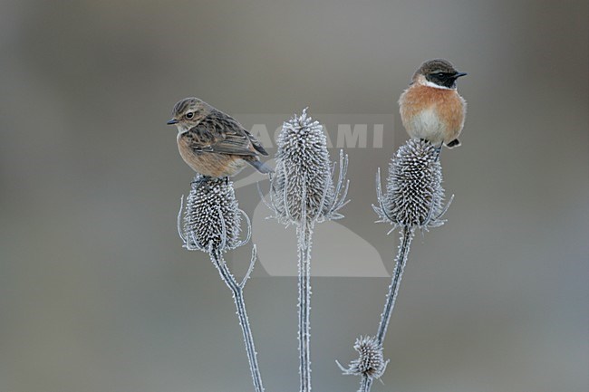 Paartje Roodborsttapuiten; Pair of European Stonechats stock-image by Agami/Menno van Duijn,