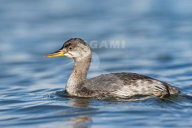 Red-necked Grebe - Rothalstaucher - Podiceps grisegena ssp. grisegena, Germany, 1st W stock-image by Agami/Ralph Martin,