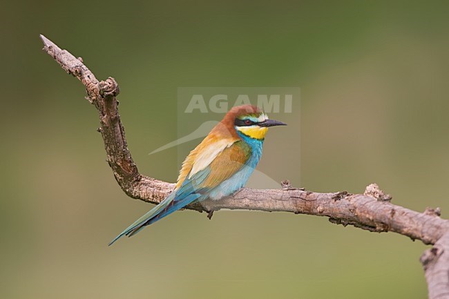 Bijeneter op tak; European Bee-eater on perch stock-image by Agami/Marc Guyt,