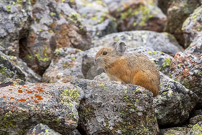 Turkestan red Pika; Ochotona rutila stock-image by Agami/Daniele Occhiato,