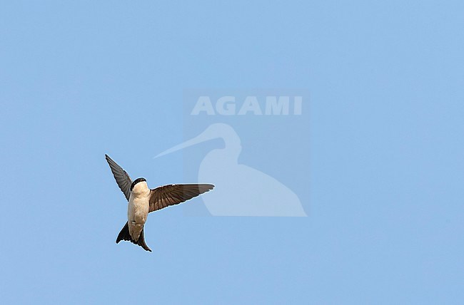 Common House Martin (Delichon urbicum) on Lesvos, Greece. stock-image by Agami/Marc Guyt,