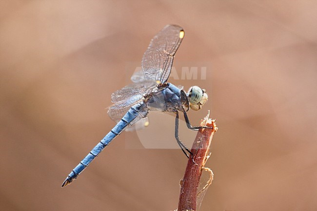 Mannetje Libellula comanche, Male Comanche Skimmer stock-image by Agami/Wil Leurs,