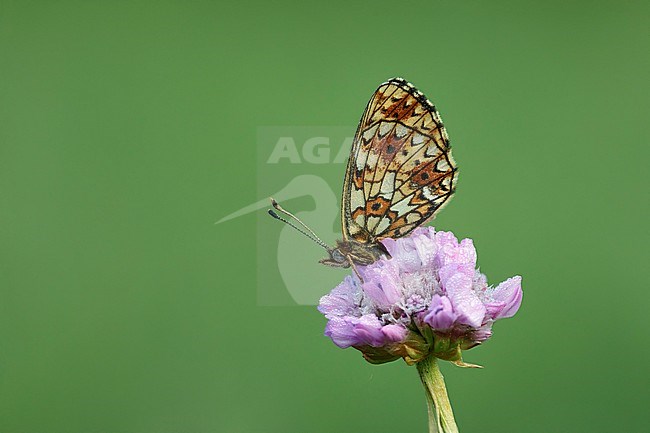 Zilveren maan; Small Pearl-bordered Fritillary; stock-image by Agami/Walter Soestbergen,