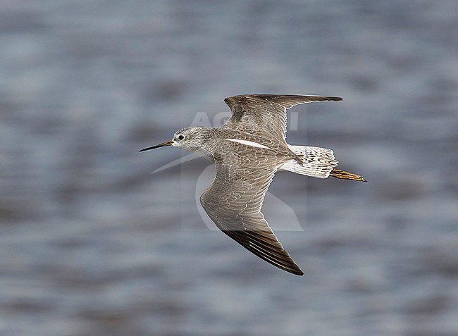 Poelruiter in vlucht; Marsh Sandpiper (Tringa stagnatilis) in flight stock-image by Agami/Tomi Muukkonen,