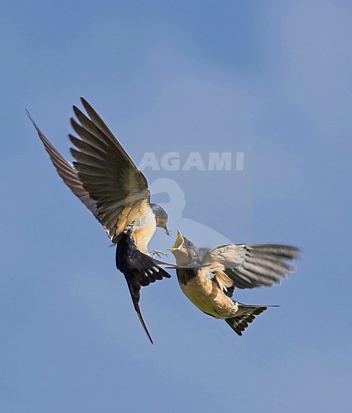 Amerikaanse Boerenzwaluwen vechtend; American Barn Swallows fighting stock-image by Agami/David Hemmings,