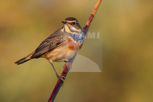 White-spotted Bluethroat (Luscinia svecica) in Italy. stock-image by Agami/Daniele Occhiato,