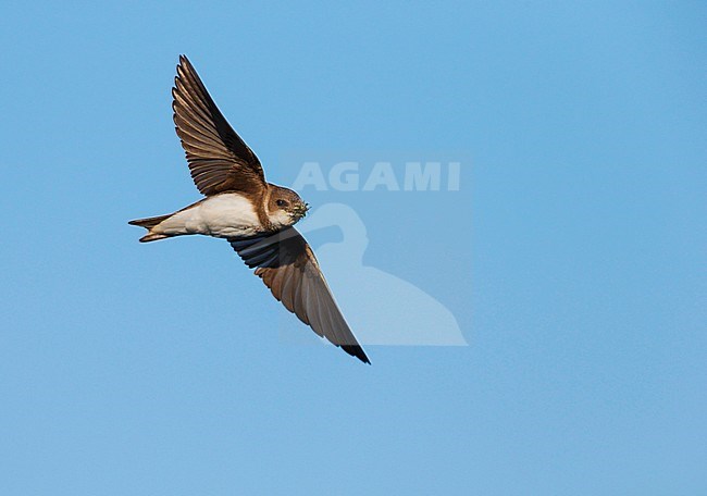 Sand Martin (Riparia riparia) flying against blue sky, with its bill full of food, insects, for its chicks. stock-image by Agami/Ran Schols,
