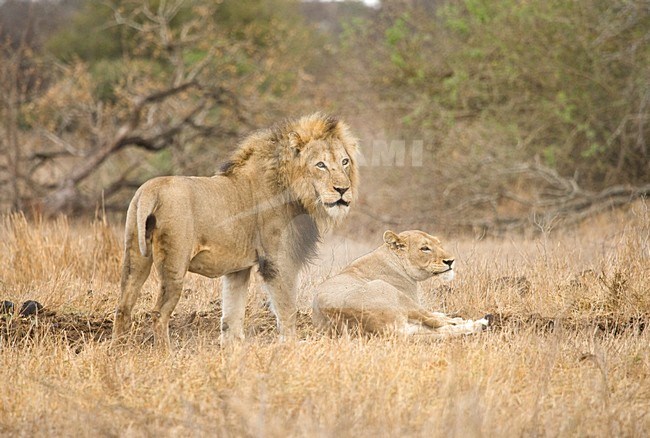 Paartje Afrikaanse Leeuwen; Pair of African Lions stock-image by Agami/Marc Guyt,