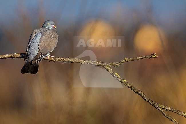 Common wood pigeon, Columba palumbus, in Italy. stock-image by Agami/Daniele Occhiato,