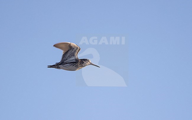 Jack Snipe (Lymnocryptes minimus) in flight showing underwing at Roskilde, Denmark stock-image by Agami/Helge Sorensen,