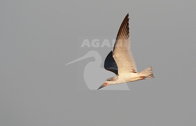 Black Skimmer (Rynchops niger), juvenile in flight at beach in Cape May, New Jersey, USA stock-image by Agami/Helge Sorensen,