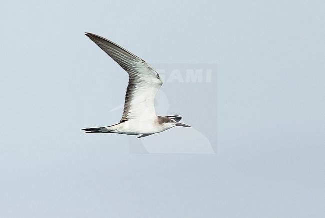 Bridled Tern (Onychoprion anaethetus), juvenile at sea in Oman. Showing under wing. stock-image by Agami/Dick Forsman,