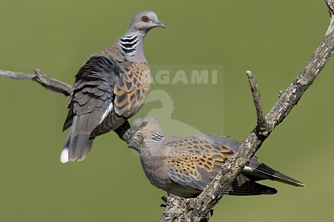 Turtle Dove pair perched on branch; Zomertortel paar zittend op tak stock-image by Agami/Daniele Occhiato,