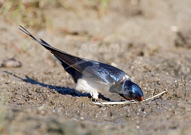 Boerenzwaluw modder verzamelend voor zijn nest; Barn Swallow gathering mud for its nest stock-image by Agami/Marc Guyt,