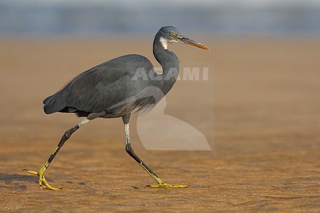 Donkere vorm Westelijke Rifreiger; Dark morph Western Reef heron stock-image by Agami/Daniele Occhiato,