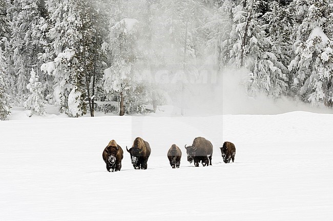 Bison in Yellowstone stock-image by Agami/Rob Riemer,