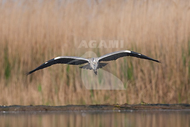 Blauwer Reiger vliegend met rietkraag in achtergrond; Grey Heron flying with reedbed in background stock-image by Agami/Marc Guyt,