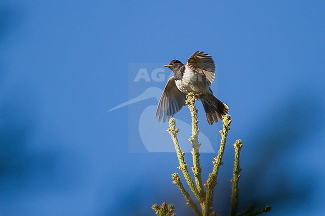 Black-throated Thrush - Schwarzkehldrossel - Turdus atrogularis, Kazakhstan, adult male stock-image by Agami/Ralph Martin,