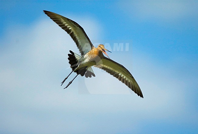 Black-tailed Godwit flying; Grutto vliegend stock-image by Agami/Hans Gebuis,