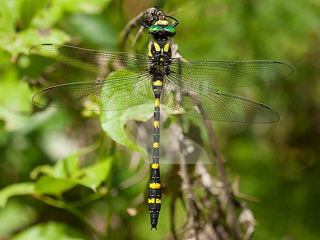 Mannetje Turkse bronlibel, Male Cordulegaster picta stock-image by Agami/Wil Leurs,