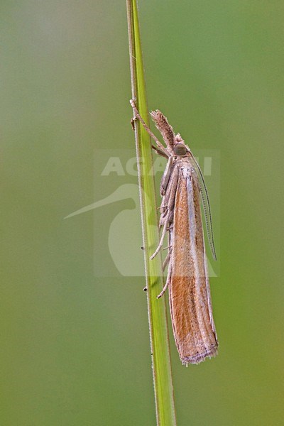 Variabele grasmot; Common Grass-veneer stock-image by Agami/Rob Olivier,