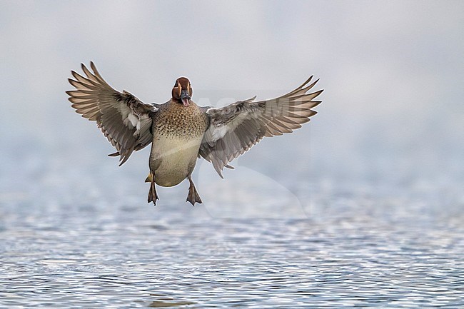 Landende Wintertaling; Eurasian Teal landing stock-image by Agami/Daniele Occhiato,