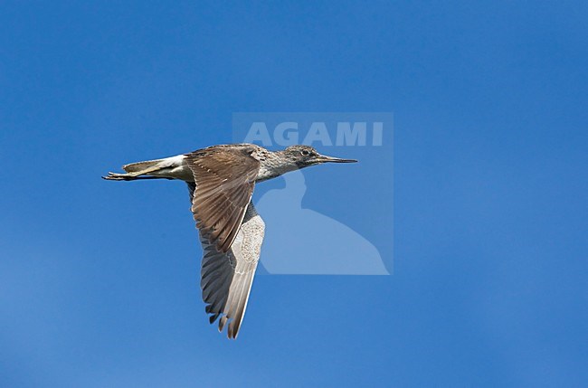 Groenpootruiter in de vlucht; Common Greenshank in flight stock-image by Agami/Markus Varesvuo,