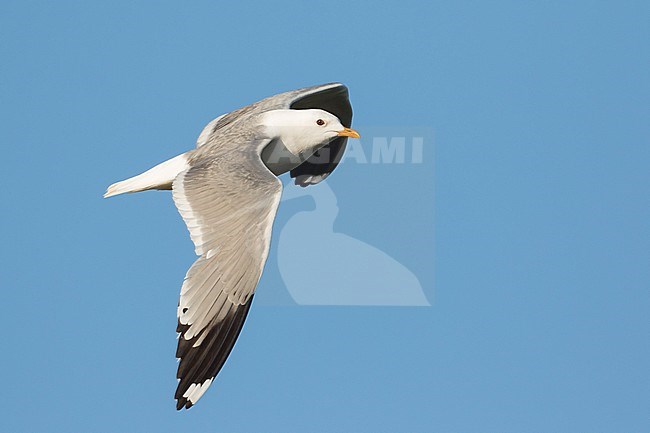 Stormmeeuw, Mew Gull, Larus canus ssp. heinei, Russia (Tscheljabinsk), adult stock-image by Agami/Ralph Martin,