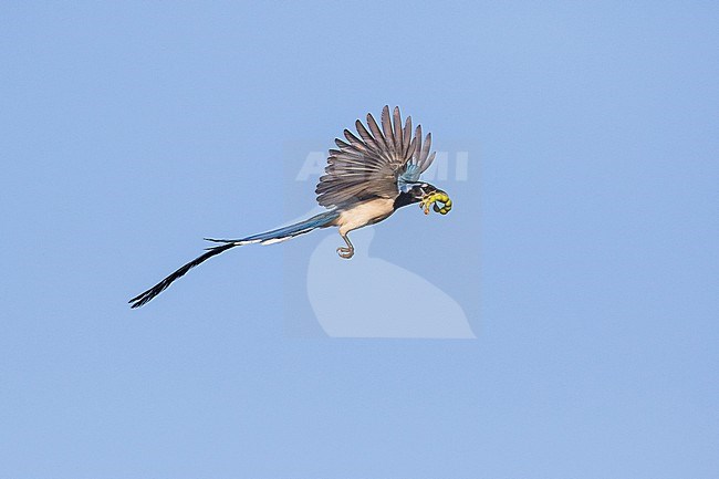 Stunning Black-throated magpie-jay (Calocitta colliei) in flight In Mexico. stock-image by Agami/Pete Morris,
