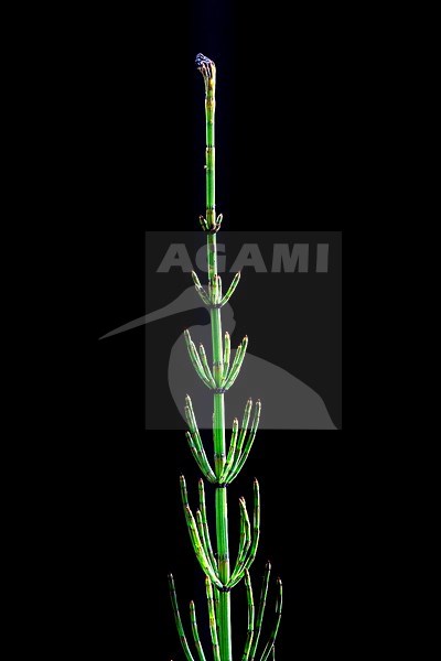 Marsh horsetai, Equisetum palustre stock-image by Agami/Wil Leurs,