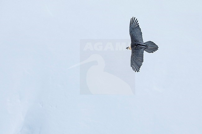 Adult  Bearded Vulture (Gypaetus barbatus) flying over snow covered moutain landscape in the swiss alps. stock-image by Agami/Marcel Burkhardt,