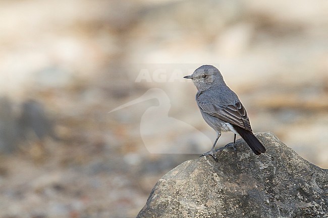 Blackstart - Schwarzschwanz - Cercomela melanura ssp. neumanni, Oman stock-image by Agami/Ralph Martin,