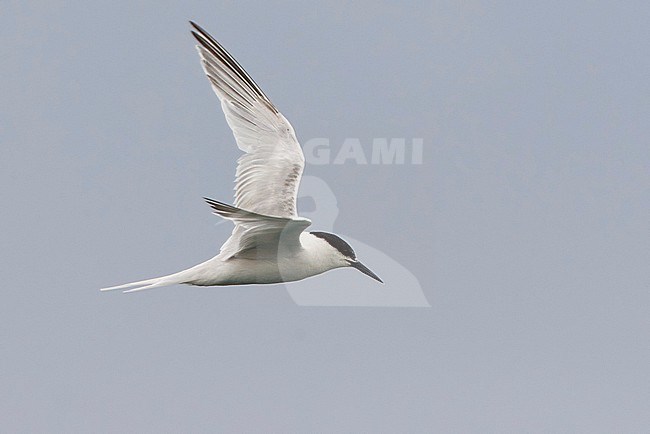 Roseate Tern (Sterna dougallii) in autumn plumage in Ponta Delgada Harbour on the island Terceira in the Azores. stock-image by Agami/David Monticelli,