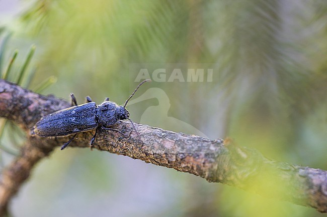 Hylotrupes bajulus - House longhorn beetle - Hausbock, Germany (Baden-Württemberg), imago,female stock-image by Agami/Ralph Martin,