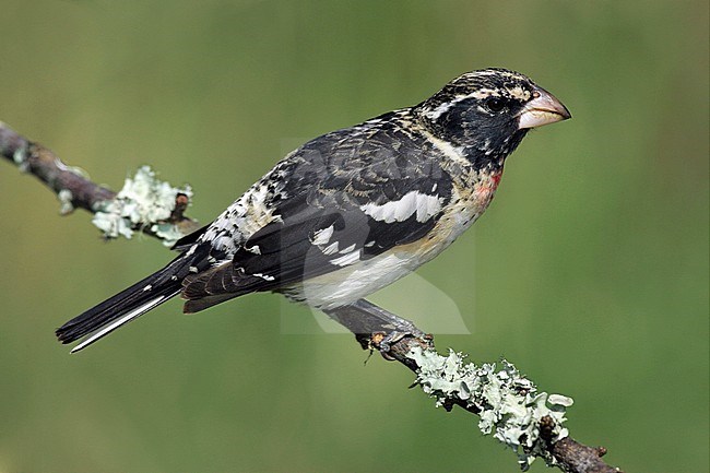 1st spring male
Galveston Co., TX
April 2005 stock-image by Agami/Brian E Small,