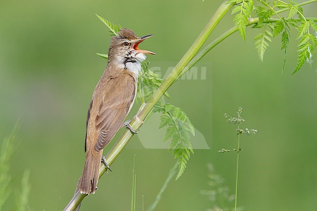 Great Reed Warbler (Acrocephalus arundinaceus), side view of an adult singing from a stem, Campania, Italy stock-image by Agami/Saverio Gatto,