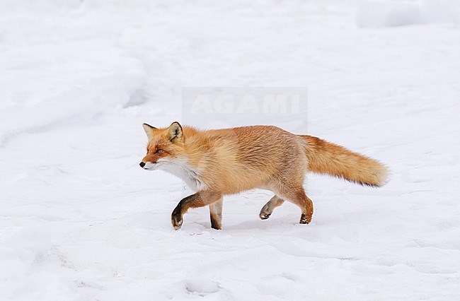 Red Fox (Vulpes vulpes) in the snow of Japan stock-image by Agami/Pete Morris,
