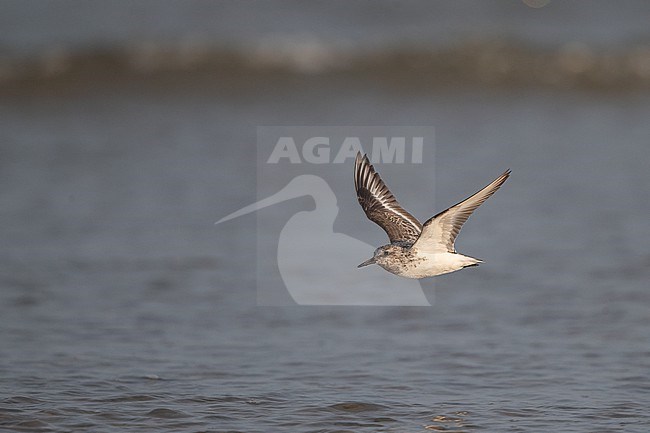 Adult Sanderling (Calidris alba) in flight over water at Blåvandshuk, Denmark stock-image by Agami/Helge Sorensen,