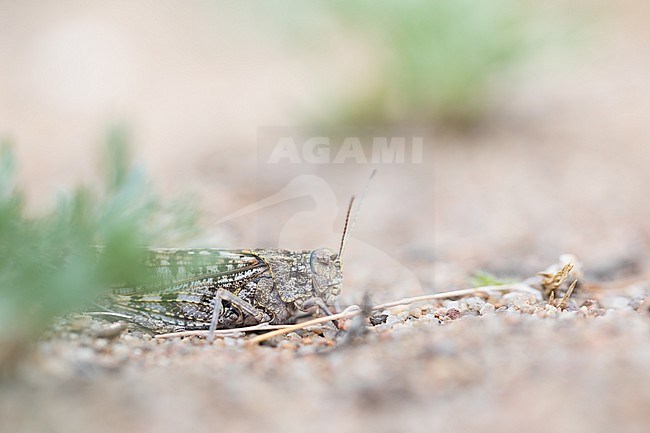 Oedipodinae sp., Russia (Baikal), imago stock-image by Agami/Ralph Martin,