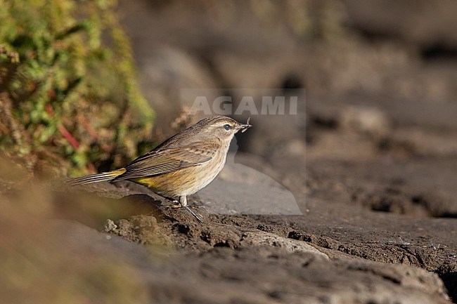 Palm Warbler (Setophaga palmarum) on ground during autumn migration at Cape May, New Jersey, USA stock-image by Agami/Helge Sorensen,