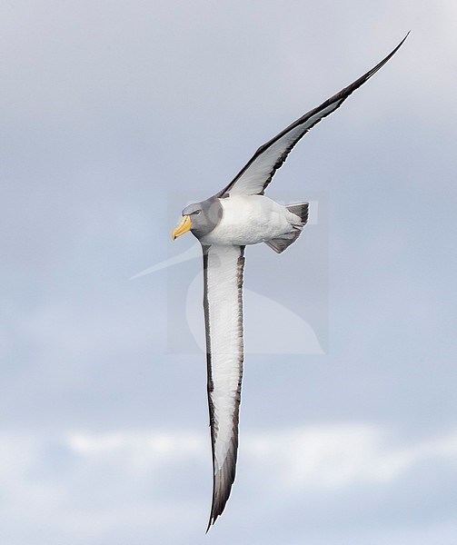 Adult Chatham Albatross (Thalassarche eremita) in flight near the only colony on The Pyramid off the Chatham Islands, New Zealand. stock-image by Agami/Marc Guyt,