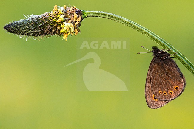 Voorjaarserebia, Woodland Ringlet stock-image by Agami/Wil Leurs,