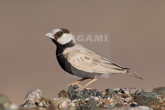 Mannetje Zwartkruinvinkleeuwerik, Male Black-crowned Sparrow-lark stock-image by Agami/David Monticelli,